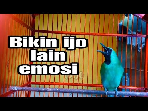 Cucak ijo gacor nembak | bikin yang lain jadi emosi