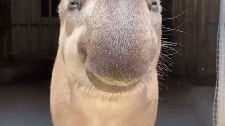 So cute... ugly thing!