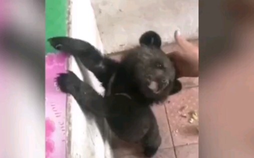 Siêu dễ thương! Dân làng nhặt được gấu đen con đói: Bám chặt lấy chân, quấn người lắm luôn!