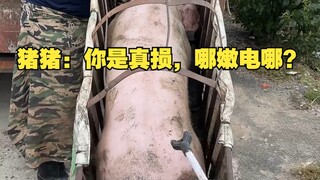 猪猪: 你是真损，哪嫩电哪？