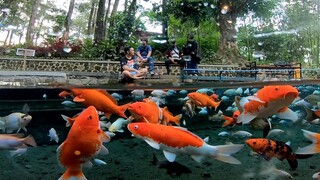 FOTO SAMA IKAN KOI | PHOTO WITH KOI FISH