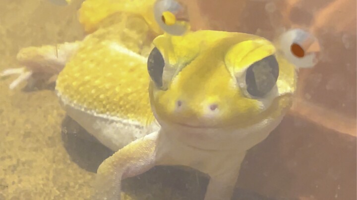 Pikachu dan teman-teman ajaibnya