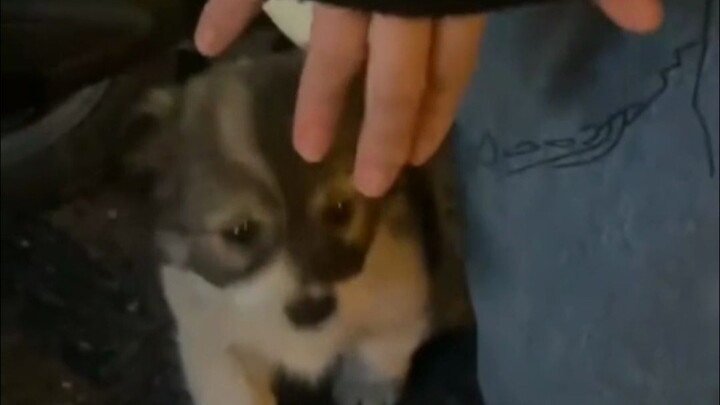 I even bit down hard on my molar, but still couldn’t find my dog.