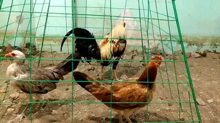 FOr Sale mga boss amo.pick up lng po dto sa Biñan Laguna.6,500.wala ng tawad🐓