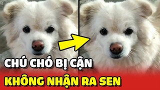 Chú chó bị CẬN nên không nhận ra chủ khiến con Sen bất lực 😂 | Yêu Lu