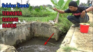 Asyik Juga Mancing Selokan Sawah Ini || Banyak Babonnya Ternyata Broo!!