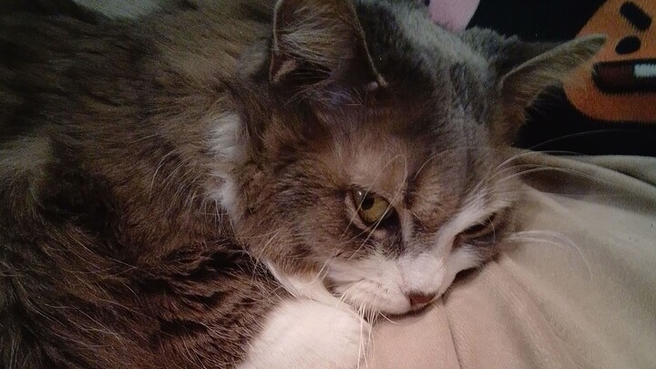 Little Lady Luck Lazer Tag in a Box. Too Cute to Watch 🥰😘😻