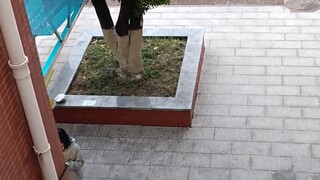 The school played the song of Giant!!!