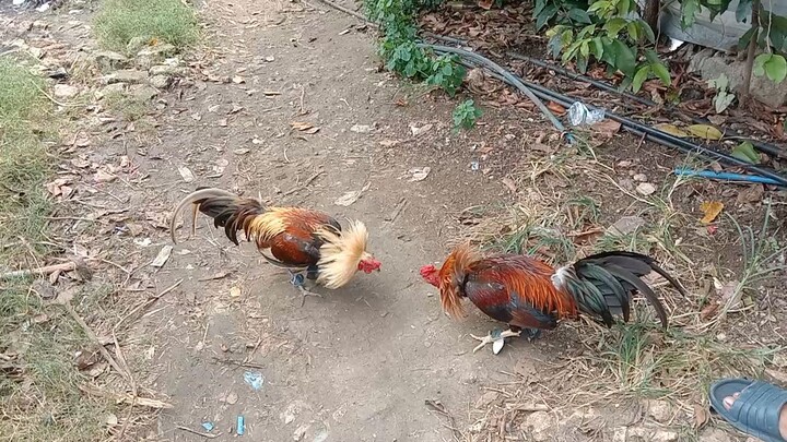 Spar Goldgrey hatch vs Boston Roundhead