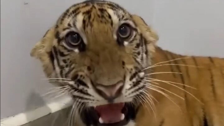 Kupu-kupu kepala bulat telah dikenai sanksi