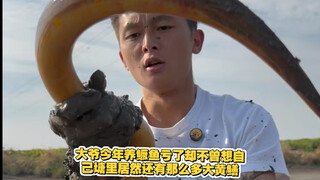 大爷今年养鳜鱼亏了，却不曾想自己塘里居然还有那么多大黄鳝！