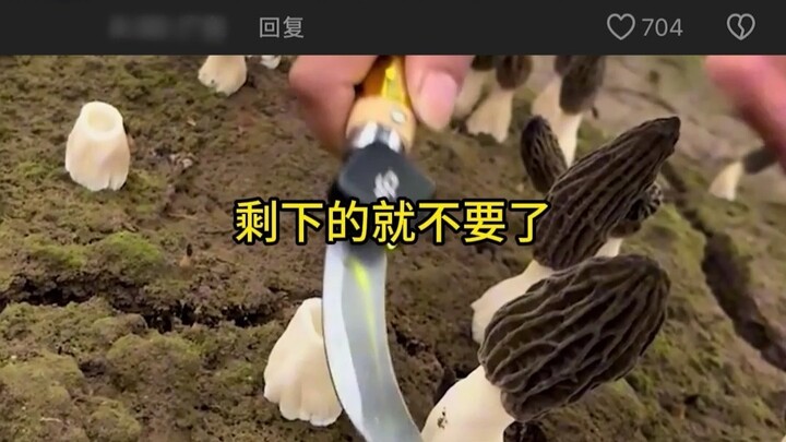 Tại sao nấm morel chỉ được hái phần thân trên mà không được nhổ cả rễ? Sau khi hái, rễ của nó có mọc