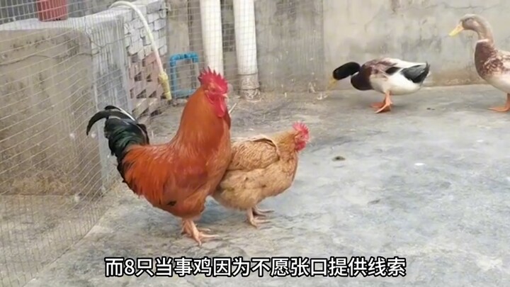 شاب من شاندونغ يقتحم حظيرة الدجاج ليلاً ويعتدي على ثماني دجاجات مسنّة. آه يا رجل، ماذا تفعل؟