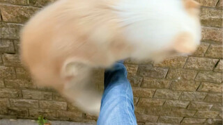 يبدو محرجًا بعض الشيء.