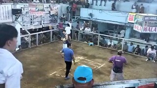 talaba hackfight