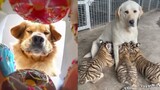 Tik Tok Thú Cưng Hài Hước Dễ Thương | Chó Mèo Hài Hước - Funny Animals On Tiktok | Funny Dogs & Cats