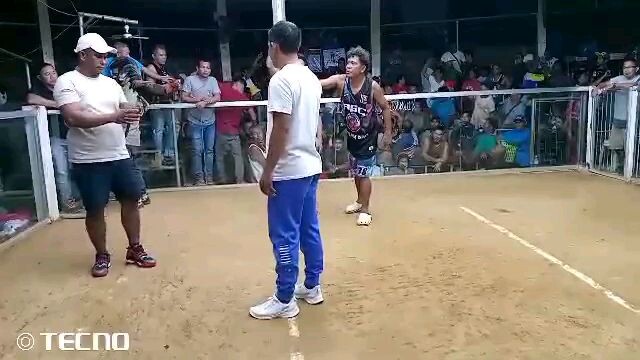 BIGBC Late Born 5 Stag Main Derby | Elims | 1st Fight Win. Melsims Black Cross. Full Brothers