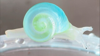 My blue snail actually gave birth to a bunch of little emeralds!