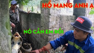 Rắn Hổ Mang Cắn Suýt Mất Mạng Cùng Team Săn Bắt Ẩm Thực Vùng Cao | Cuộc Sống Vùng Cao