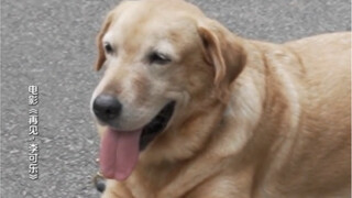 工作人员帮神犬小七重温过去的风光，如果神犬小七滑不动滑板了，你还会记得它吗？