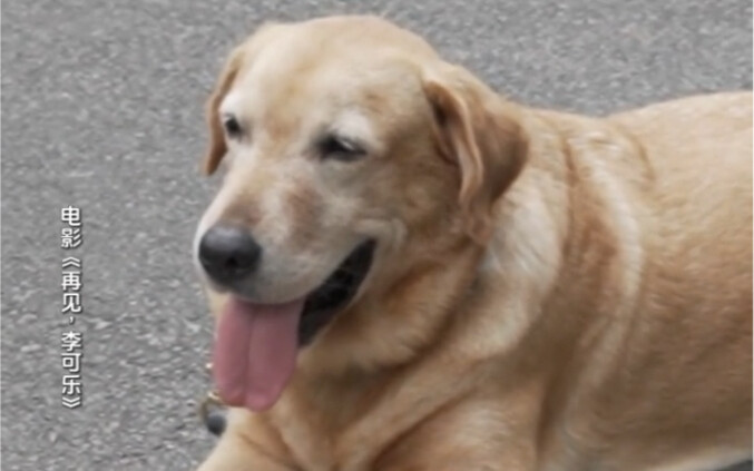 工作人员帮神犬小七重温过去的风光，如果神犬小七滑不动滑板了，你还会记得它吗？