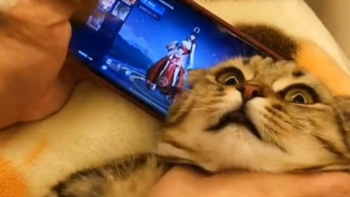 “Hari ini saya menggunakan kucing saya untuk menyeka layar, dan besok saya menggunakannya sebagai la
