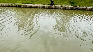 跃江摘叶
