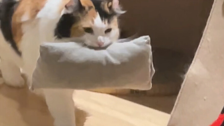 Applying to join your bed!