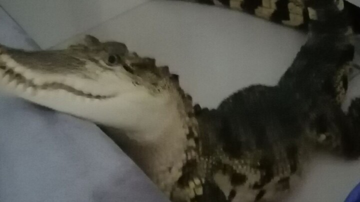 Bé cá sấu muốn ngủ cùng bạn!!!
