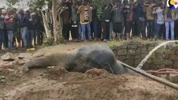 Although the country of India...right...you know...but they resourcefully saved an elephant that fel