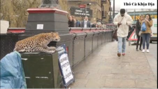 Giving heart attack troll 2 #thobiettroll