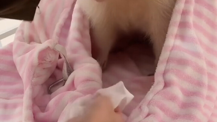 เมื่อแร็กคูนทำผิด สิ่งแรกที่แสดงออกคือความรู้สึกผิดและคำรามโกรธ แร็กคูนโกรธ #แร็กคูน