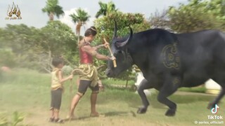 แม่ปลาบู่ 2568 2025