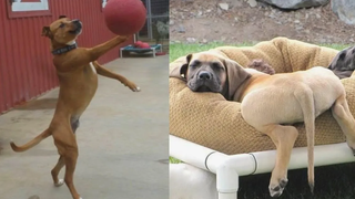 FUNNY DOGS ทำให้คุณหายใจไม่ออกด้วยการหัวเราะมาก - Funniest Dog Ever