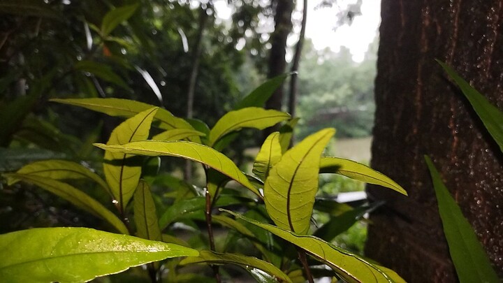 nature 🌿🍃🤩