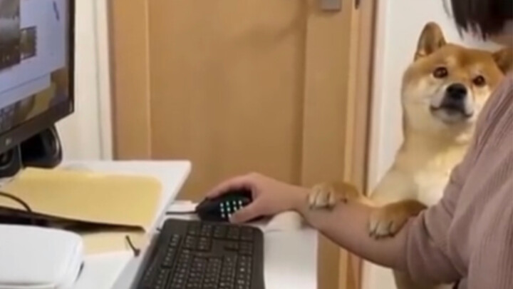 Ternyata anak anjing yang manja memang paling beruntung!