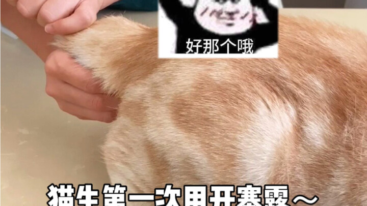 做梦都没想道真的会有小猫咪要用到开塞露……