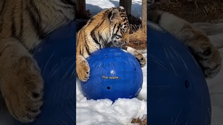 An extreme love for toys seems to run in the family#notapet #dayinthelife #bigcat #pov #lion #shorts
