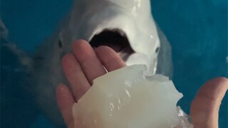 Lembut dan kenyal😊