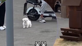 เมื่อลูกสุนัขเข้าใจผิดว่าเจ้าของของมัน