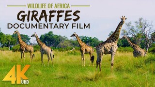 National Geographic Documentary On Savannah Animals