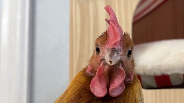 Sheng Nan: I want to hit you, but I'm afraid it'll feel good for you.