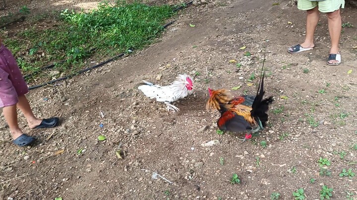 Leiper White Kelso VS Navajero Gilmore spar