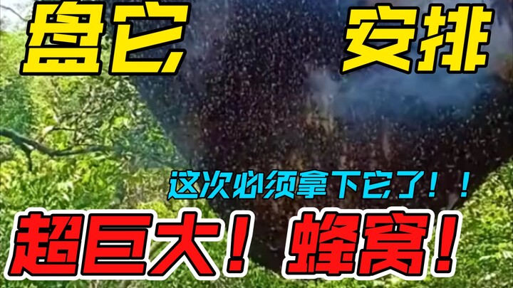 一人大的蜂窝已安排，咱们今天盘了它，绝对蜂蜜