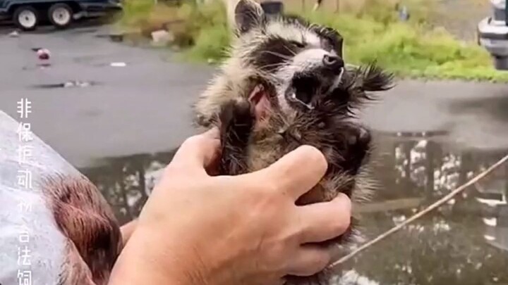 Bayi rakun yang kehilangan ibunya diadopsi oleh seorang kakak perempuan yang baik hati dan menemanin