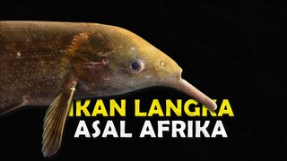 MENGAPA IKAN ELEPHANT NOSE MEMILIKI BENTUK ANEH DAN SANGAT UNIK