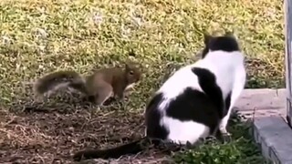 猫：还把我搞懵逼了都