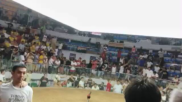 1st fight JR3 win @ GDM 7 stag derby