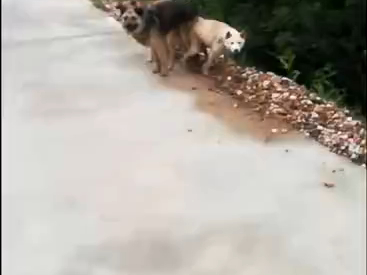 Anjing-anjing ini agak berantakan, entah di kehidupan sebelumnya mereka menjalani profesi apa.