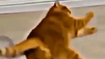 the cats